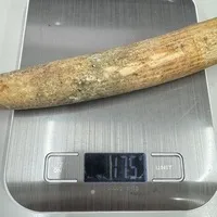 ͔n()/ 175g/iiNo.k_a008)