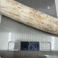 ͔n()/ 290g/iiNo.k_a014)